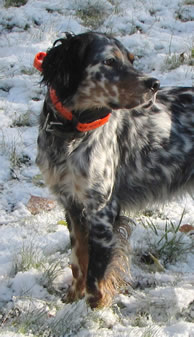 Laurel Mountain Majesty, "Addie" Llewellin setter out of Shay by Brier